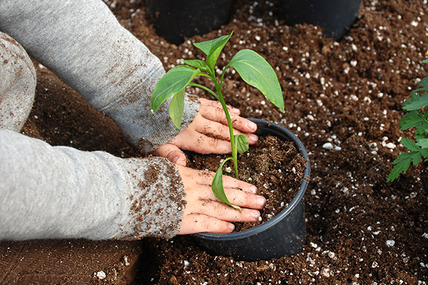 La imagen muestra las manos de un niño plantando un brote
